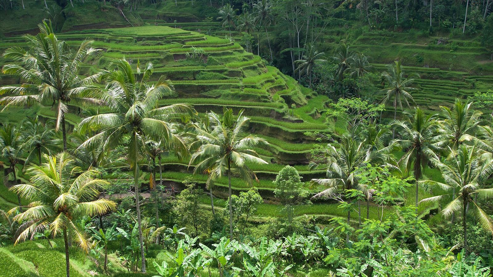 Bali (Indonesia)