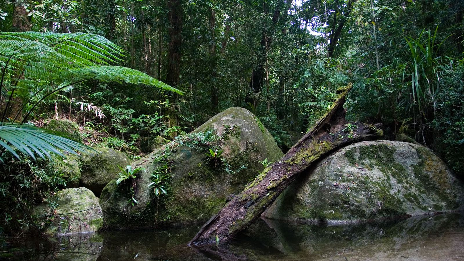Daintree Rainforest